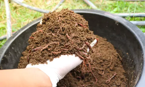 Worm Castings Fertilizer