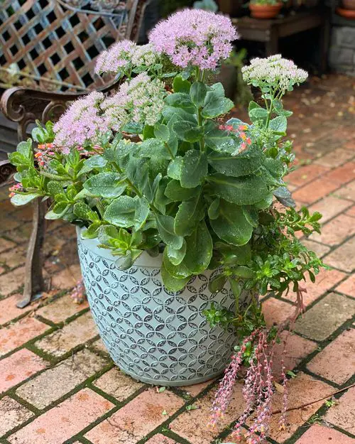 Sedums varieties 2