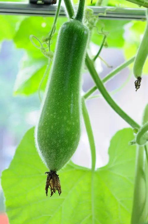 Names of Squash in Different Languages 4