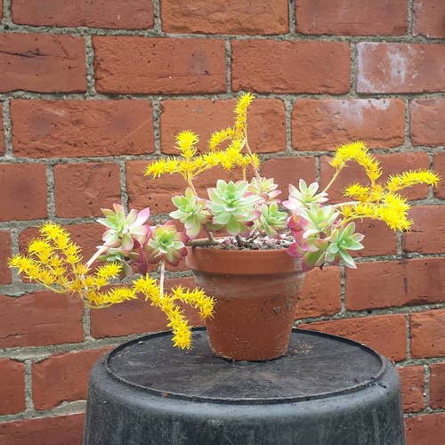 Most Popular Sedums You Can Grow as Houseplants 17
