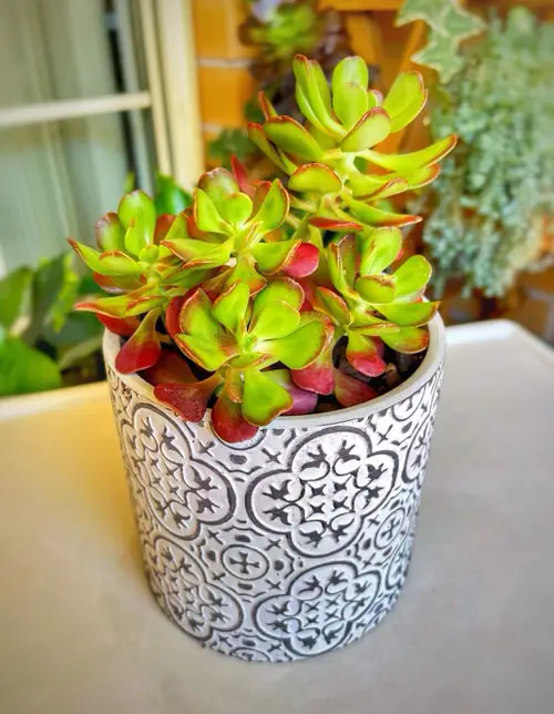 Sedums varieties 18