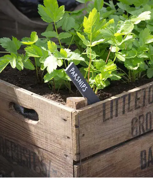 Root Vegetables and Herbs For Containers2