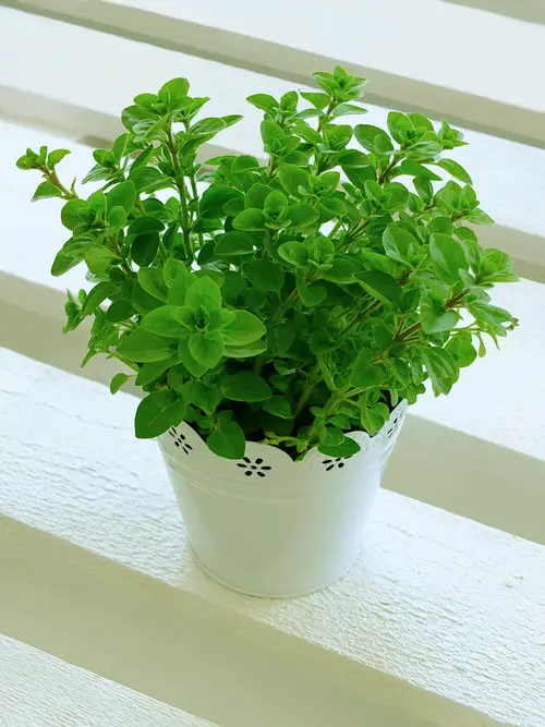 best Most Used Pot Friendly Herbs
