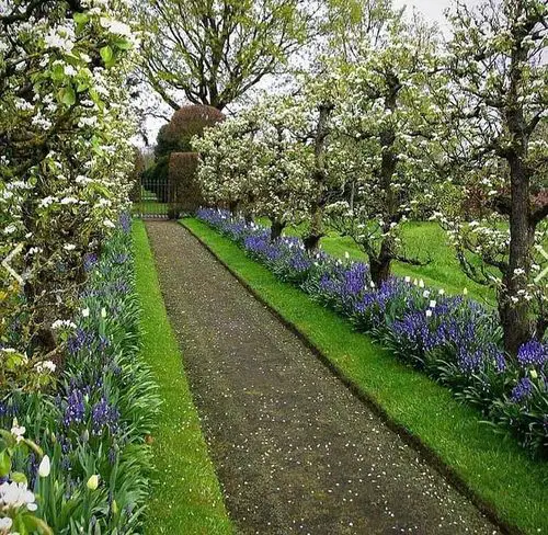 Dreamy Spring Garden Path Bordered with Pear and Purple Bulbs
