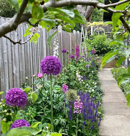 Display Alliums and Foxgloves along the Garden Path