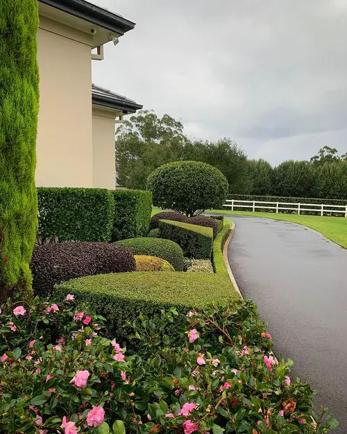 Formal Boxwood Garden with Pink Camellias
