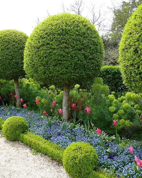 Topiary Boxwood with Purple and Pink Blooming Hedge Garden
