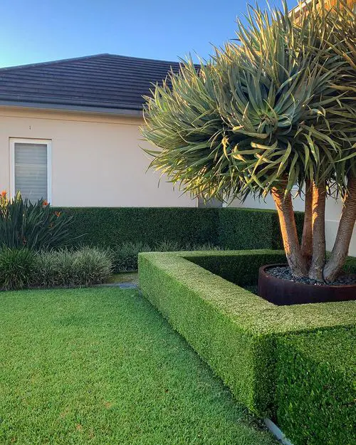 Crisp Lawn with a Large Dragon Tree