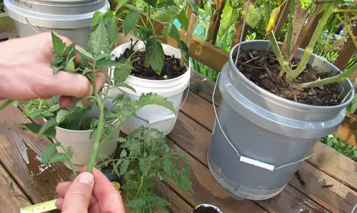 Don't Throw! Propagate Tomato Suckers &amp; Make More Tomato Plants 2