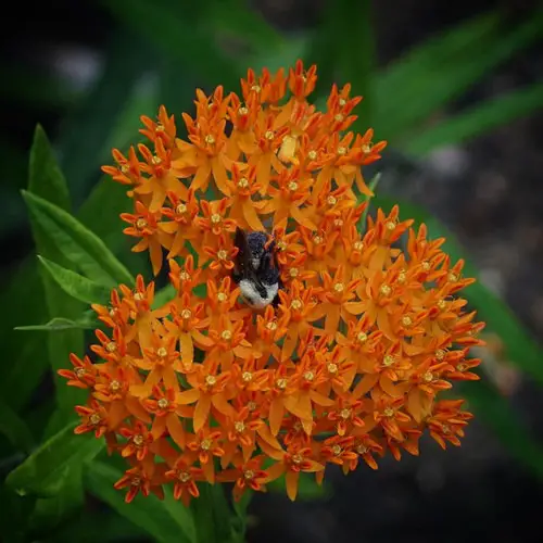 Native Plants of Maryland