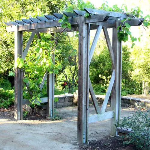 Grapevine Trellis Ideas 2