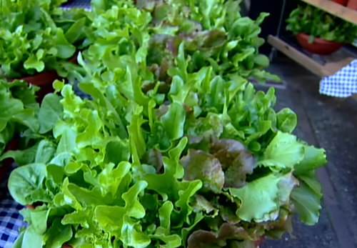 DIY Salad Bowl Ideas 2