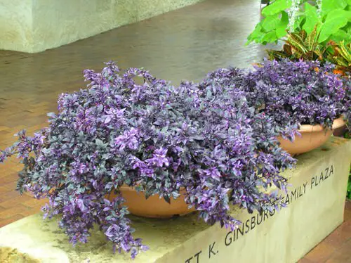 Amazing Types of Ornamental Pepper Varieties