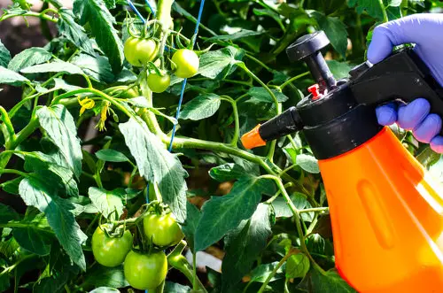 Tomato Hornworms remedies #3
