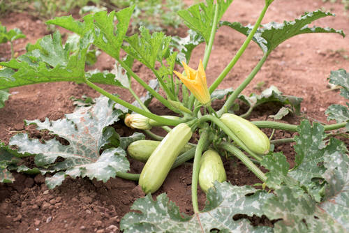 Names of Squash in Different Languages 1