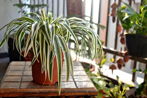 top Different Varieties of Spider Plants