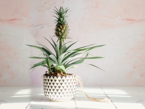 best Most Used Pot Friendly Fruits