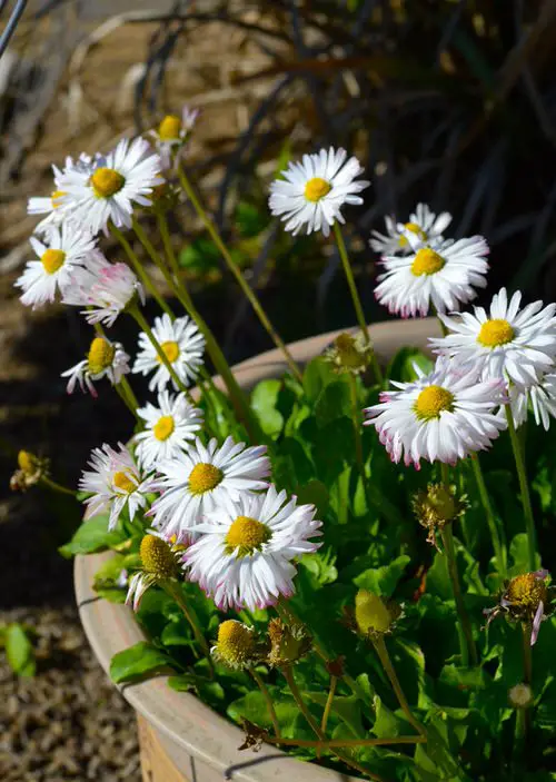 Perennial Flowers for Kentucky 1