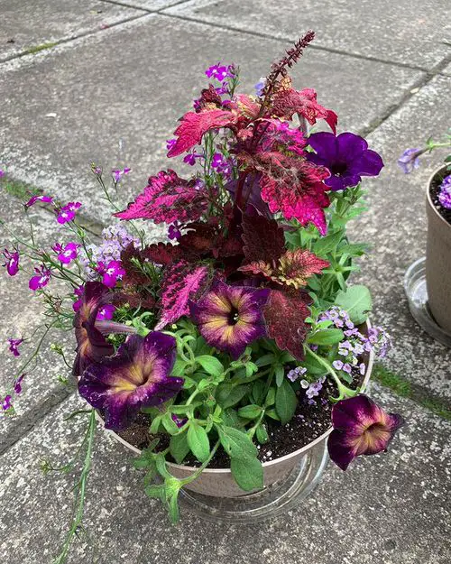 Incredible Combinations with Petunias 13