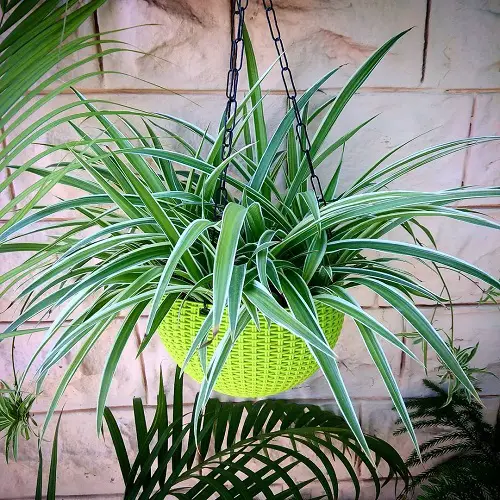 Amazing Different Varieties of Spider Plants