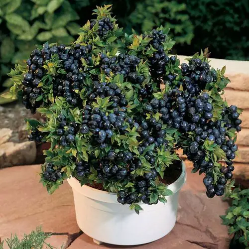 beautiful Most Used Pot Friendly Fruits