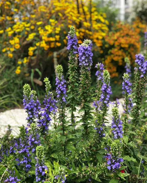 best Maryland Native Plant List
