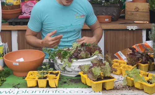DIY Salad Bowl Garden Ideas 4
