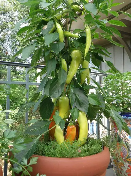 Most Used Pot Friendly Vegetables Fruits and Herbs