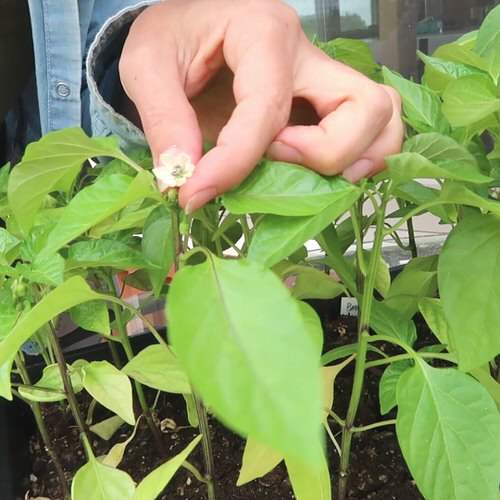 pepper plants 2