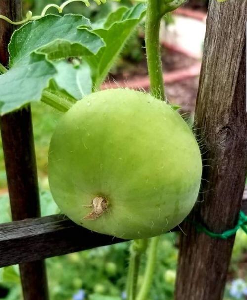 Squash in Different Languages 4