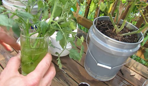 Don't Throw! Propagate Tomato Suckers &amp; Make More Tomato Plants 3