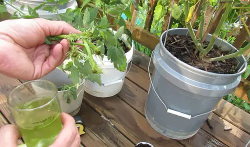 Don't Throw! Propagate Tomato Suckers &amp; Make More Tomato Plants 4