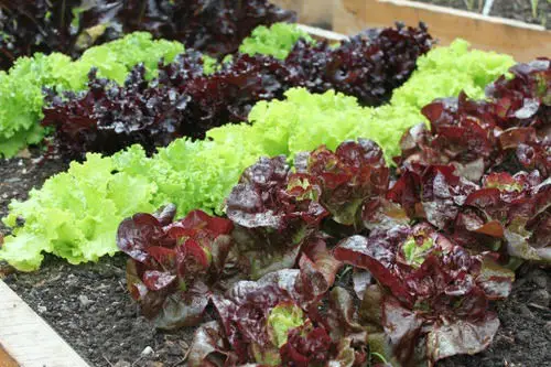 DIY Salad Bowl Ideas 3