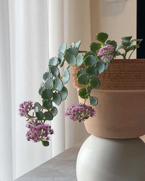 Most Popular Sedums You Can Grow as Houseplants 5
