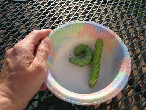 Tomato Hornworms remedies #5