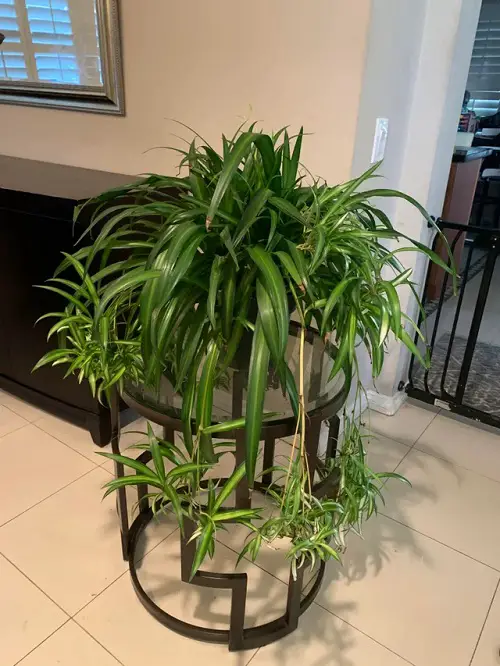 Different Varieties of Spider Plants
