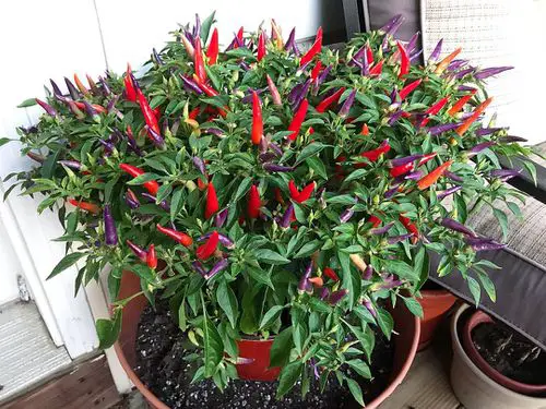 Varieties of Ornamental Peppers