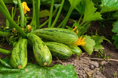 Squash in Different Languages 2