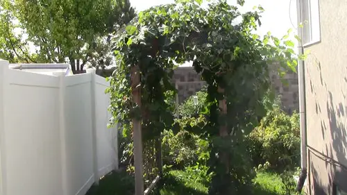 Grapevine Trellis Ideas 5
