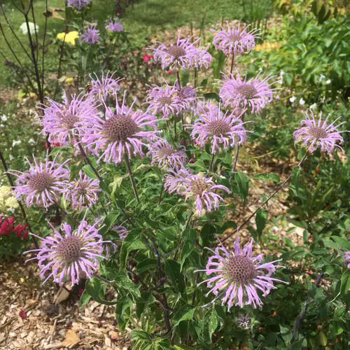 Native Plants of Maryland 