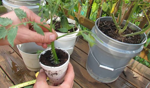 Don't Throw! Propagate Tomato Suckers &amp; Make More Tomato Plants 5