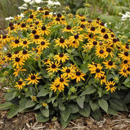 top best Maryland Native Plant List