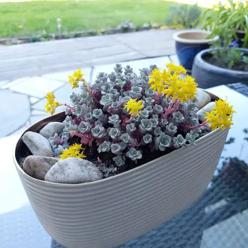 Sedums varieties 6