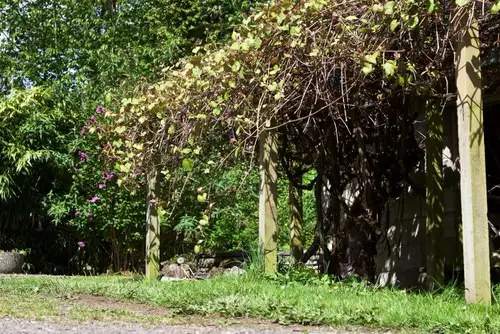Grapevine Trellis Ideas 6