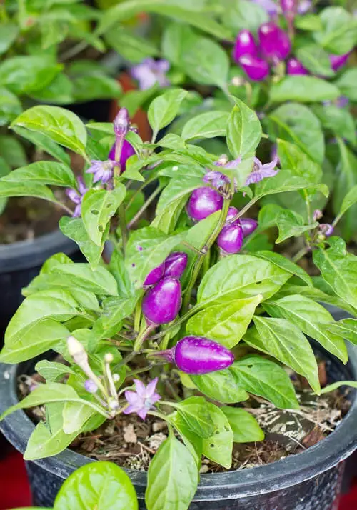 best Varieties of Ornamental Peppers 