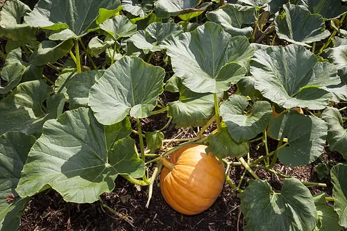 Names of Squash in Different Languages 3