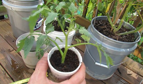 Don't Throw! Propagate Tomato Suckers &amp; Make More Tomato Plants 6