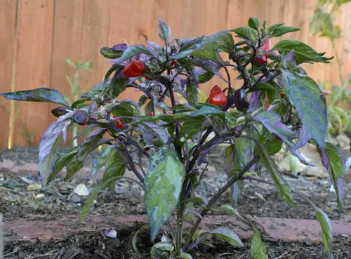 top Varieties of Ornamental Peppers