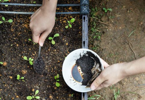 Coffee Grounds or Tea Leaves Fertilizer