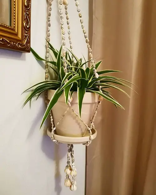 best Various Spider Plant Varieties
